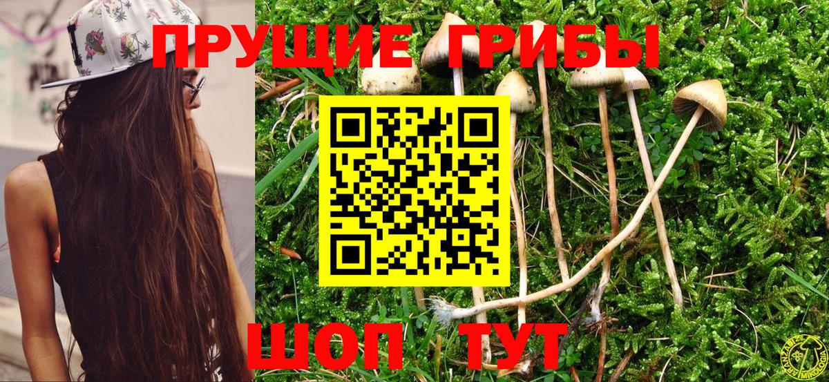Нововоронеж  Псилоцибиновые грибы GOLDEN TEACHER  Вход с VPN 